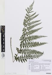 Athyrium otophorum. Herbarium specimen from Kerikeri, AK 283997, showing 2-pinnate-pinnatifid frond with expanded basal acroscopic lobe on secondary pinnae. 
 © Auckland Museum CC BY-NC 3.0 NZ